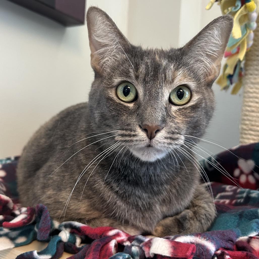 Bee Bee TX, Adoptable, Adult Female Domestic Short Hair.