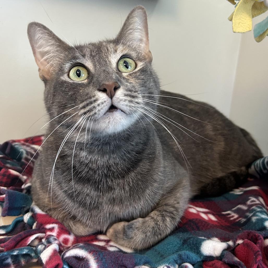 Enlarge Bee Bee TX, a Adoptable Domestic Short Hair in Denver, CO image 2/3