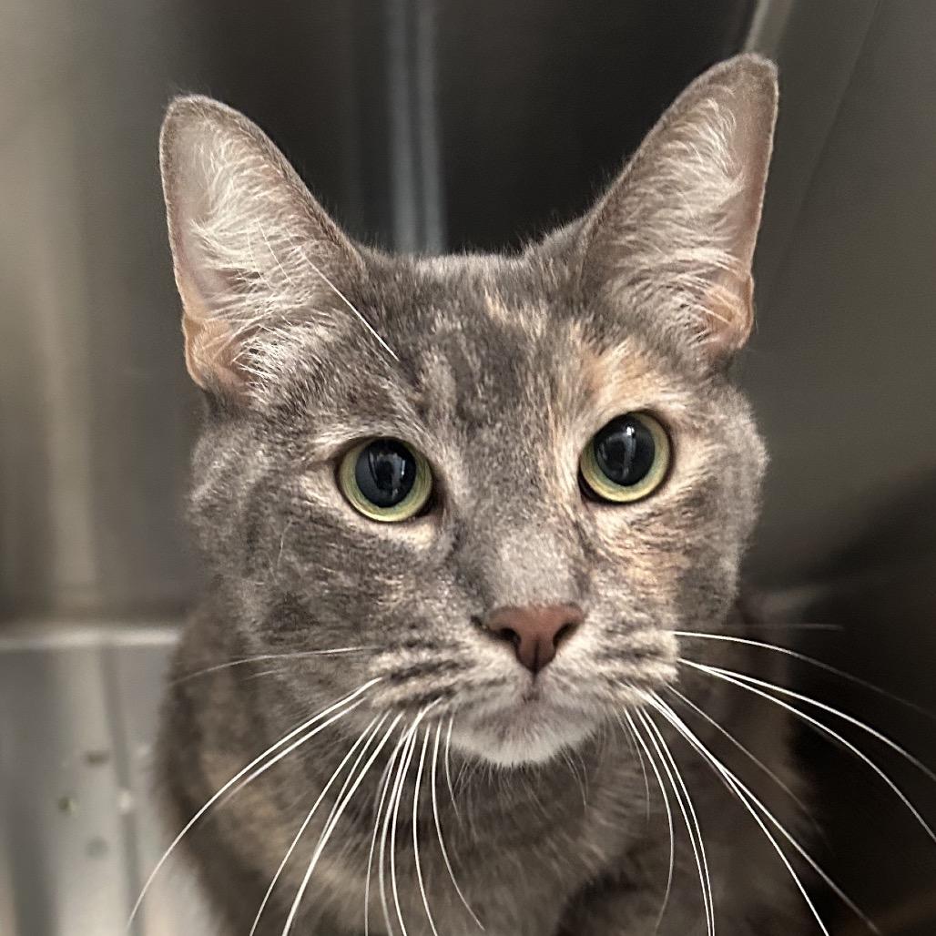 Bee Bee TX, Adoptable, Adult Female Domestic Short Hair.