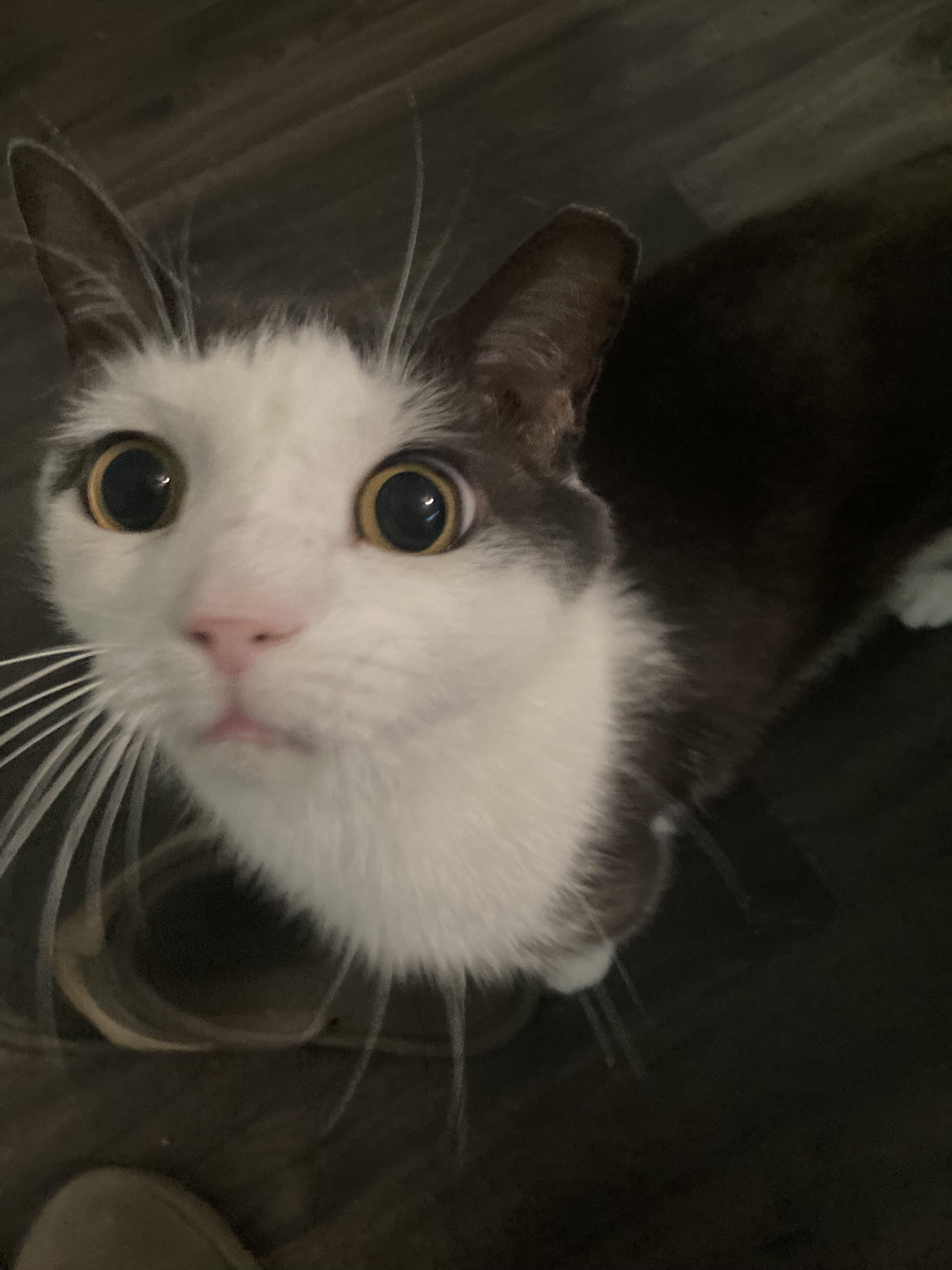 Felix, a ADOPTABLE Tabby in Wilmington, NC image 5/6