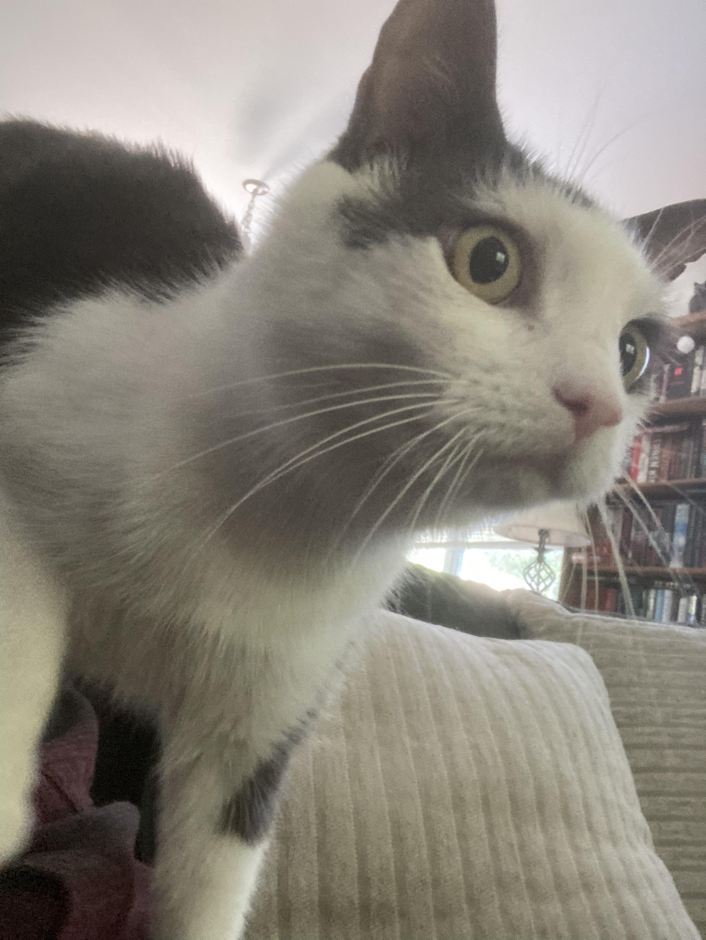 Felix, a ADOPTABLE Tabby in Wilmington, NC image 4/6