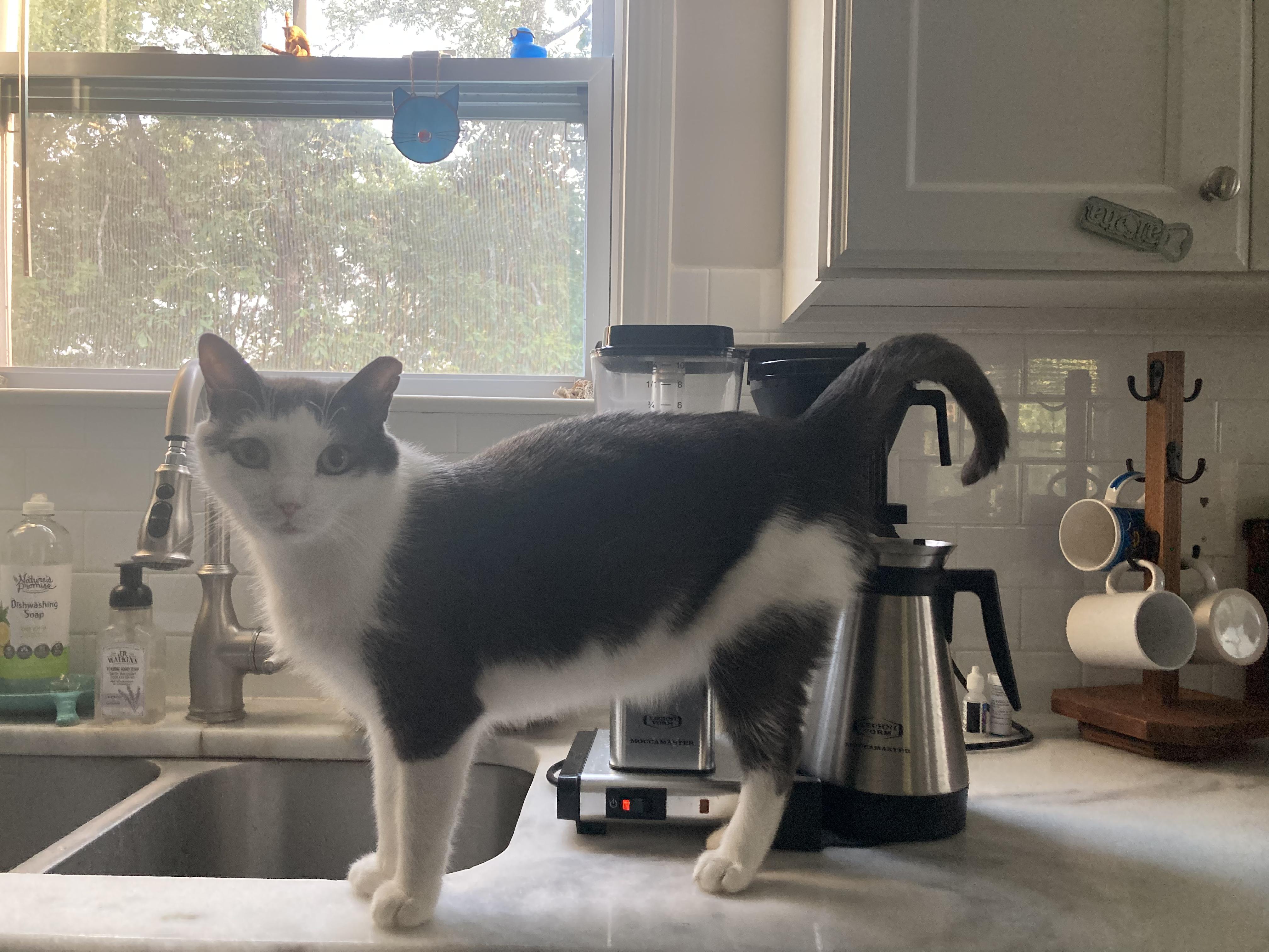Felix, a ADOPTABLE Tabby in Wilmington, NC image 2/6
