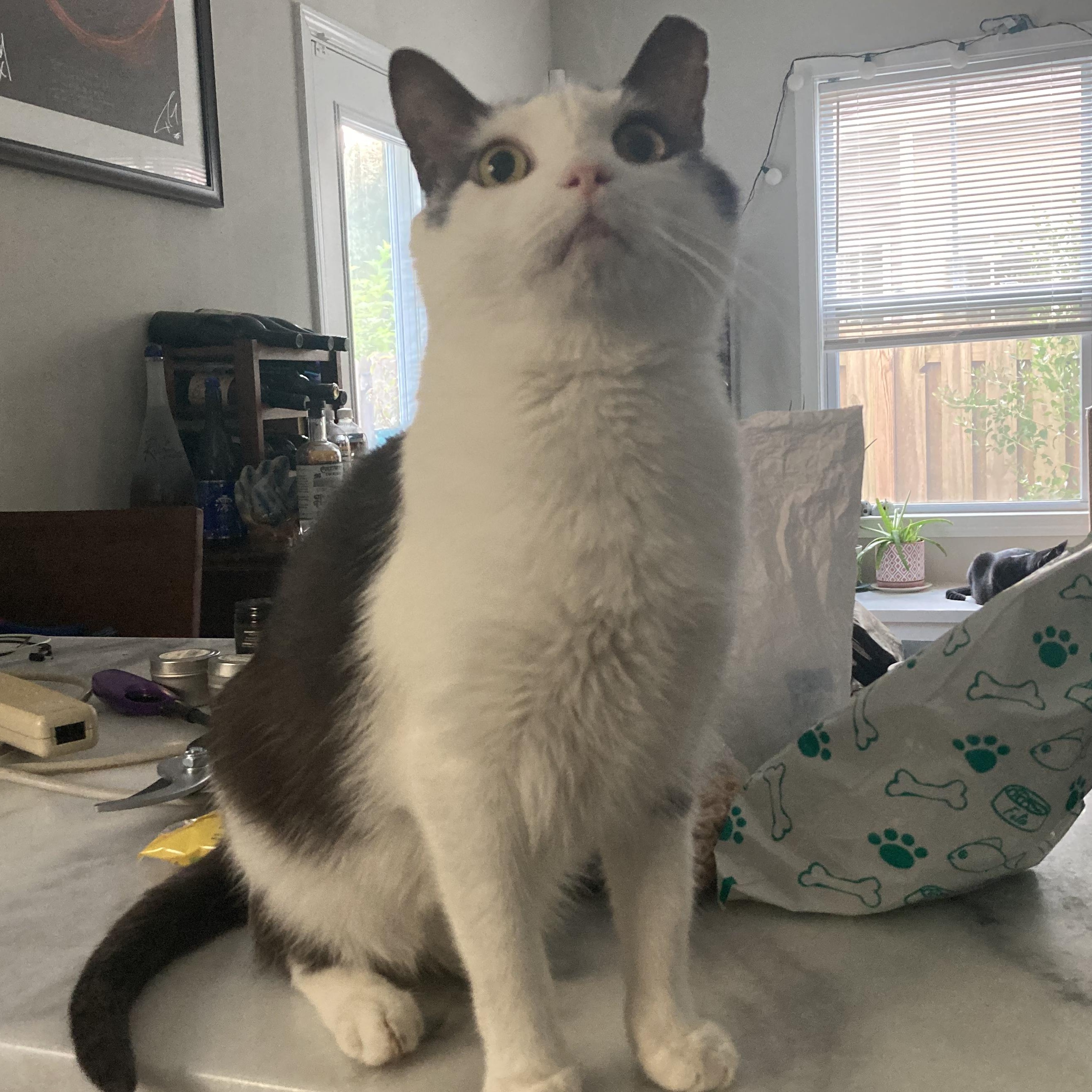 Felix, ADOPTABLE, Adult Male Tabby.