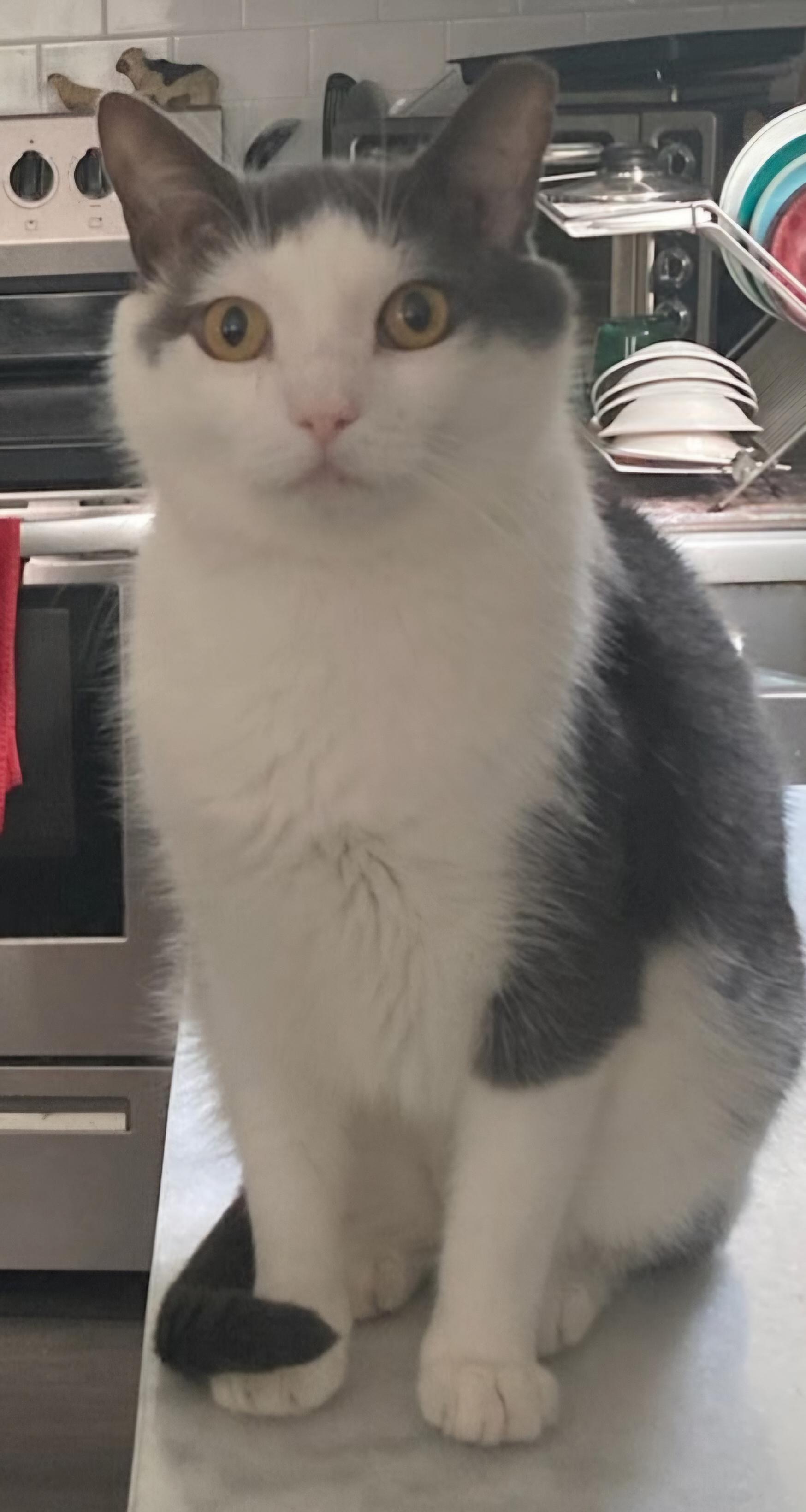 Felix, a ADOPTABLE Tabby in Wilmington, NC image 6/6