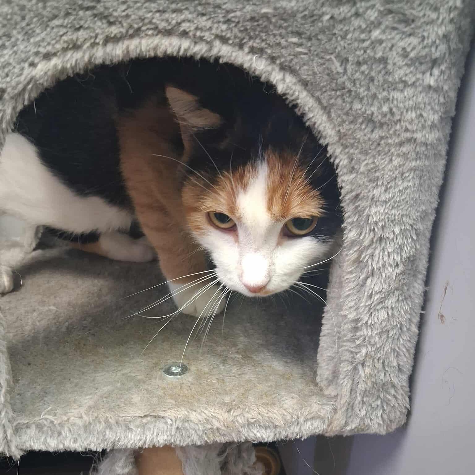 Baby, a Adoptable Domestic Short Hair in Roosevelt, UT image 2/4