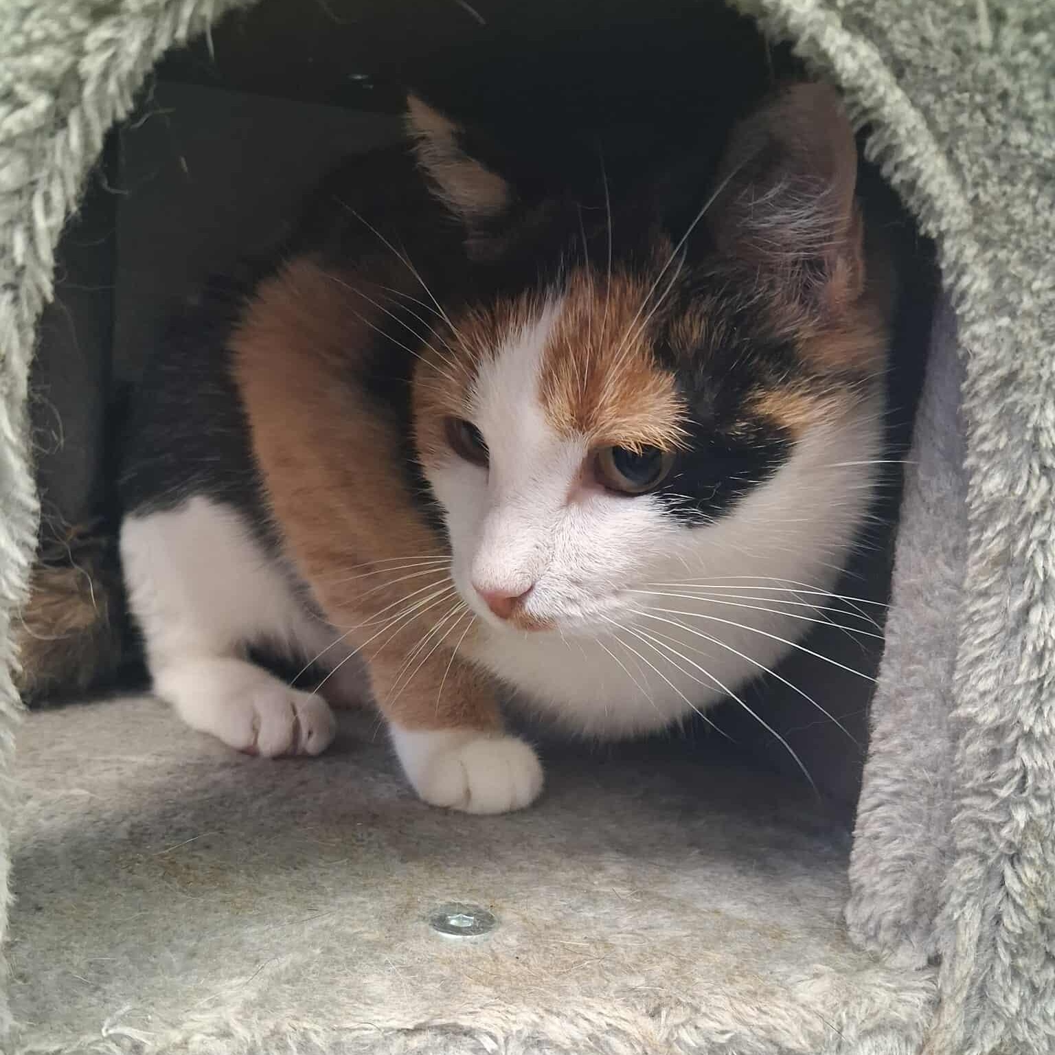 Baby, a Adoptable Domestic Short Hair in Roosevelt, UT image 3/4