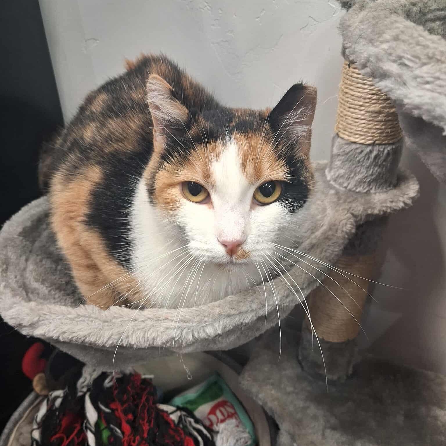 Baby, a Adoptable Domestic Short Hair in Roosevelt, UT image 1/4