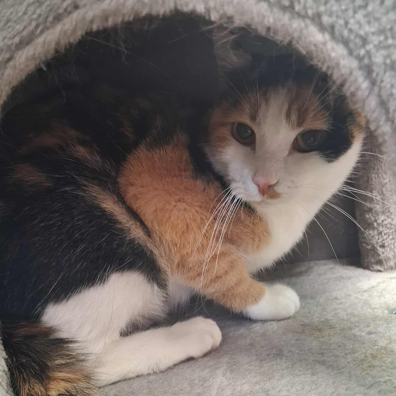 Baby, a Adoptable Domestic Short Hair in Roosevelt, UT image 4/4