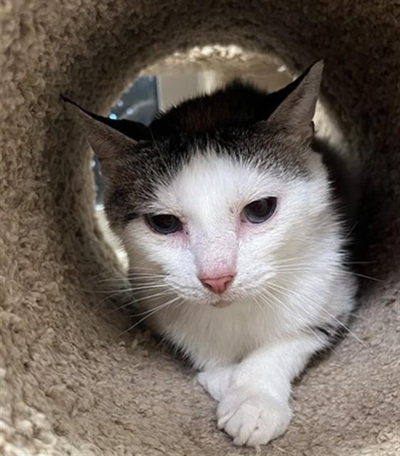 FLEX, Adoptable, Adult Male Domestic Short Hair.