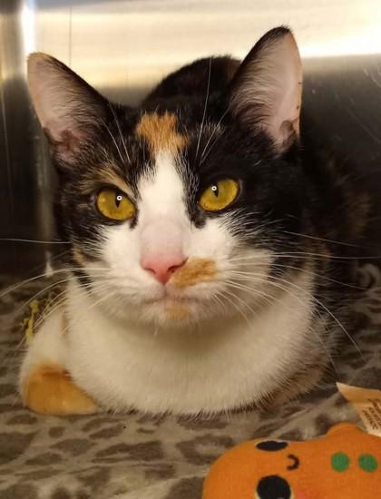 Penelope, Adoptable, Young Female Domestic Short Hair.