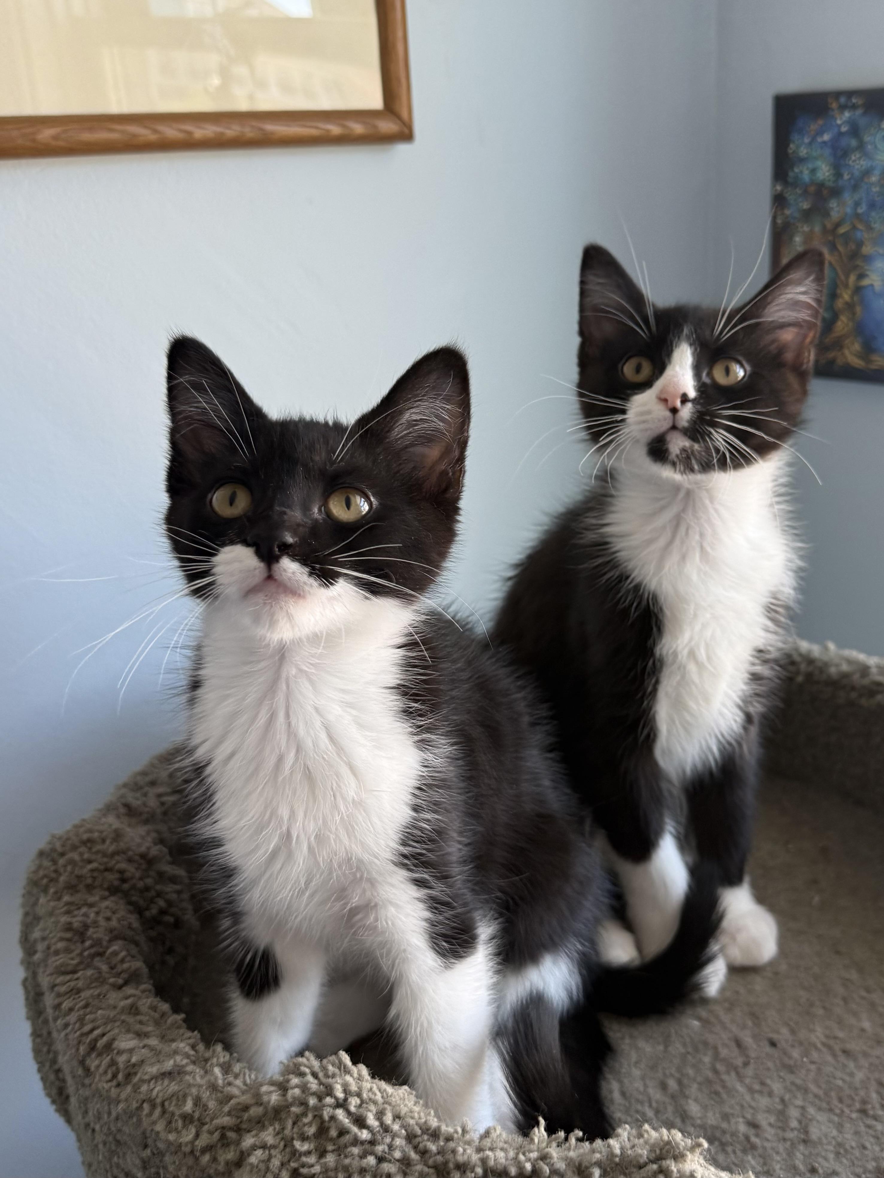 Ethyl, Adopted, Young Female Domestic Short Hair.