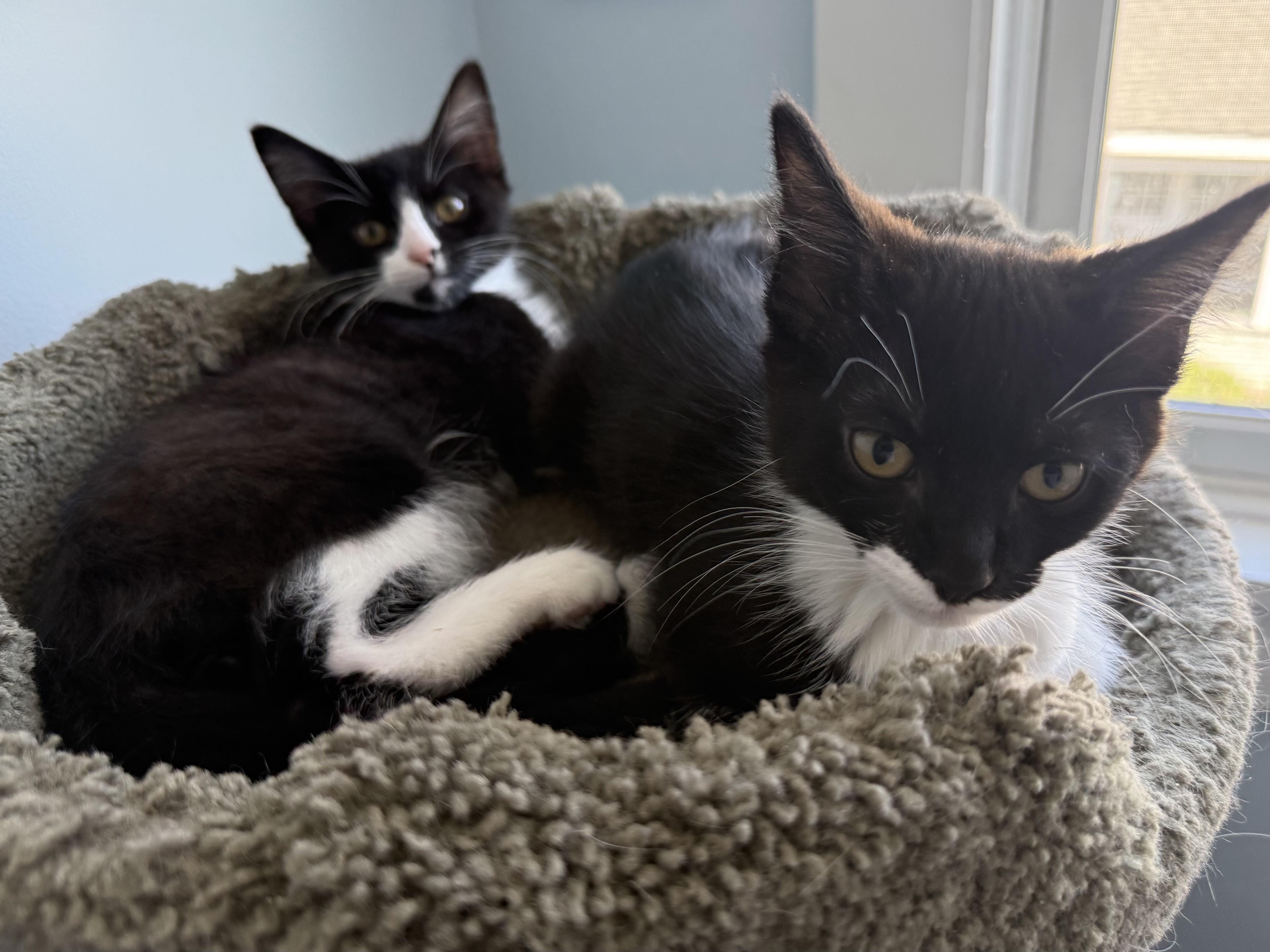 Enlarge Ethyl, a Adopted Domestic Short Hair in Hull, MA image 2/4