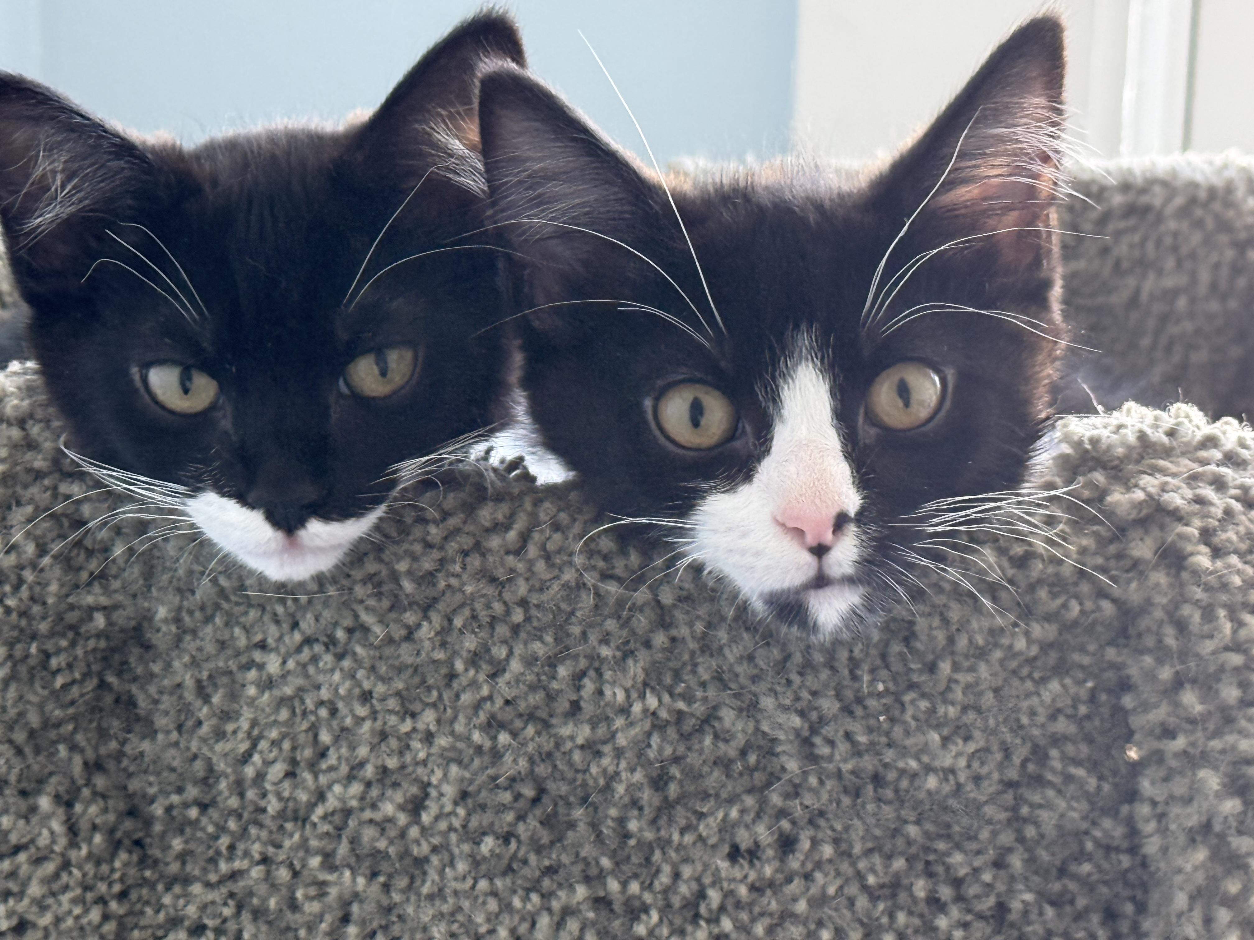 Enlarge Ethyl, a Adopted Domestic Short Hair in Hull, MA image 3/4