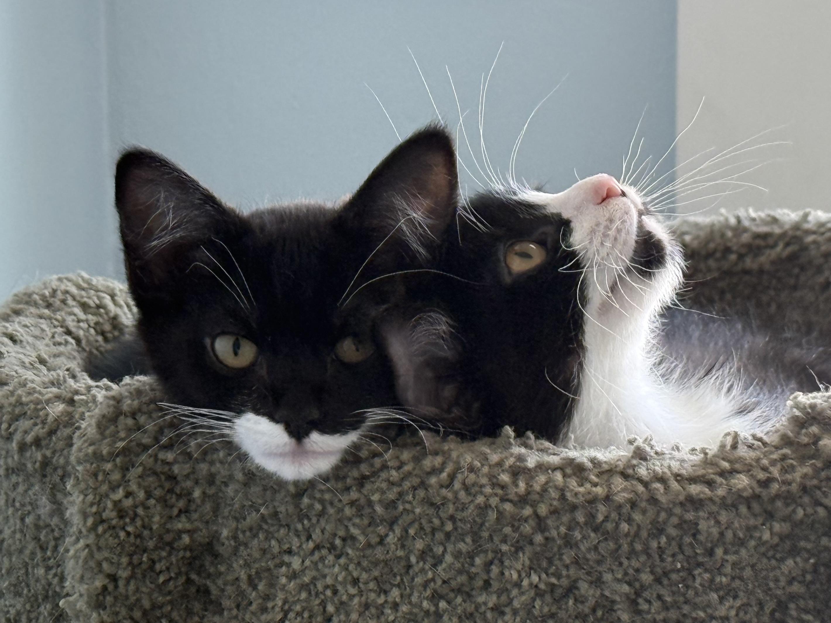 Enlarge Ethyl, a Adopted Domestic Short Hair in Hull, MA image 4/4