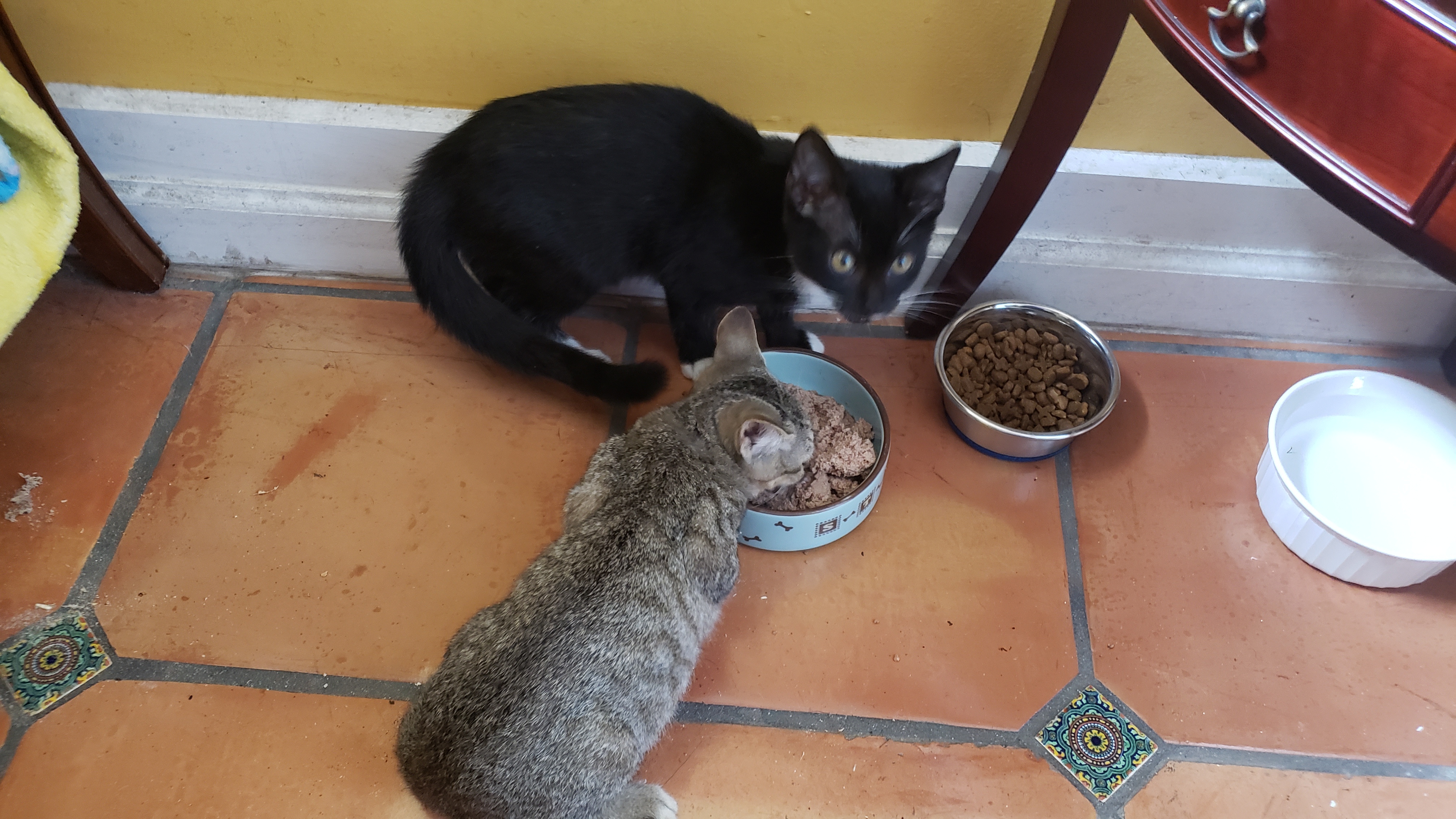 Thelma, Adoptable, Young Female Domestic Short Hair.