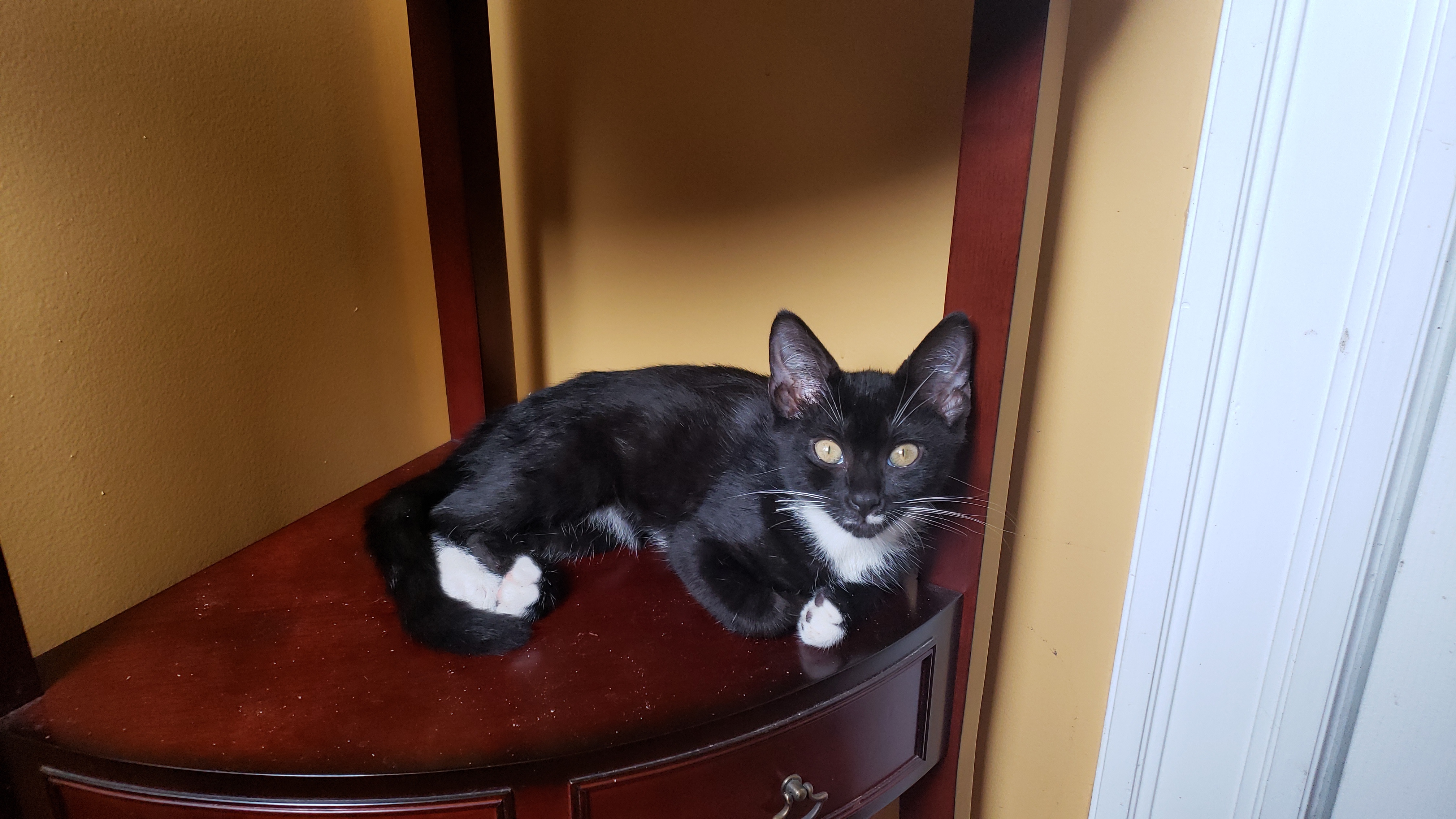 Enlarge Thelma, a Adoptable Domestic Short Hair in West Palm Beach, FL image 2/4