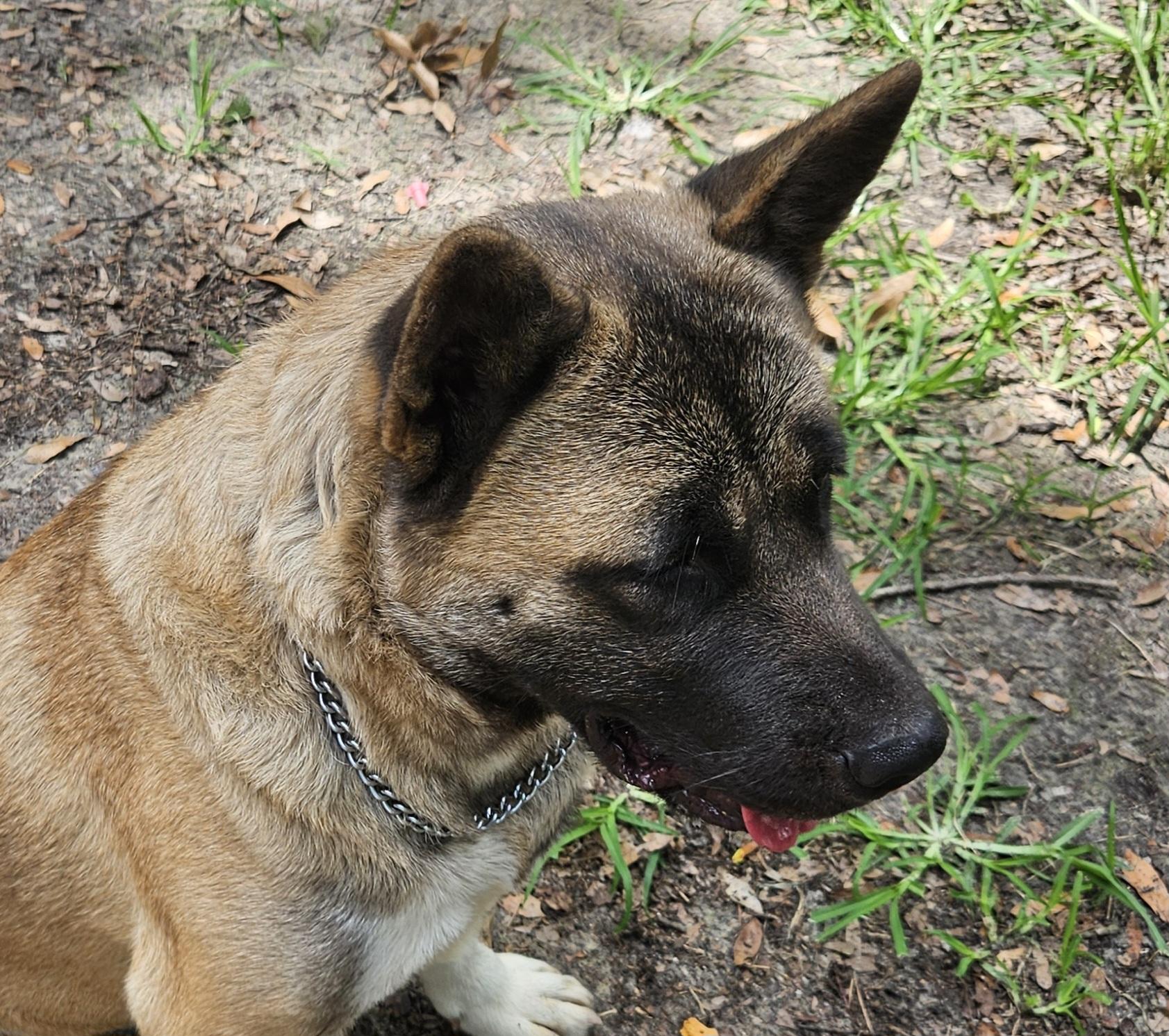 Willow 2