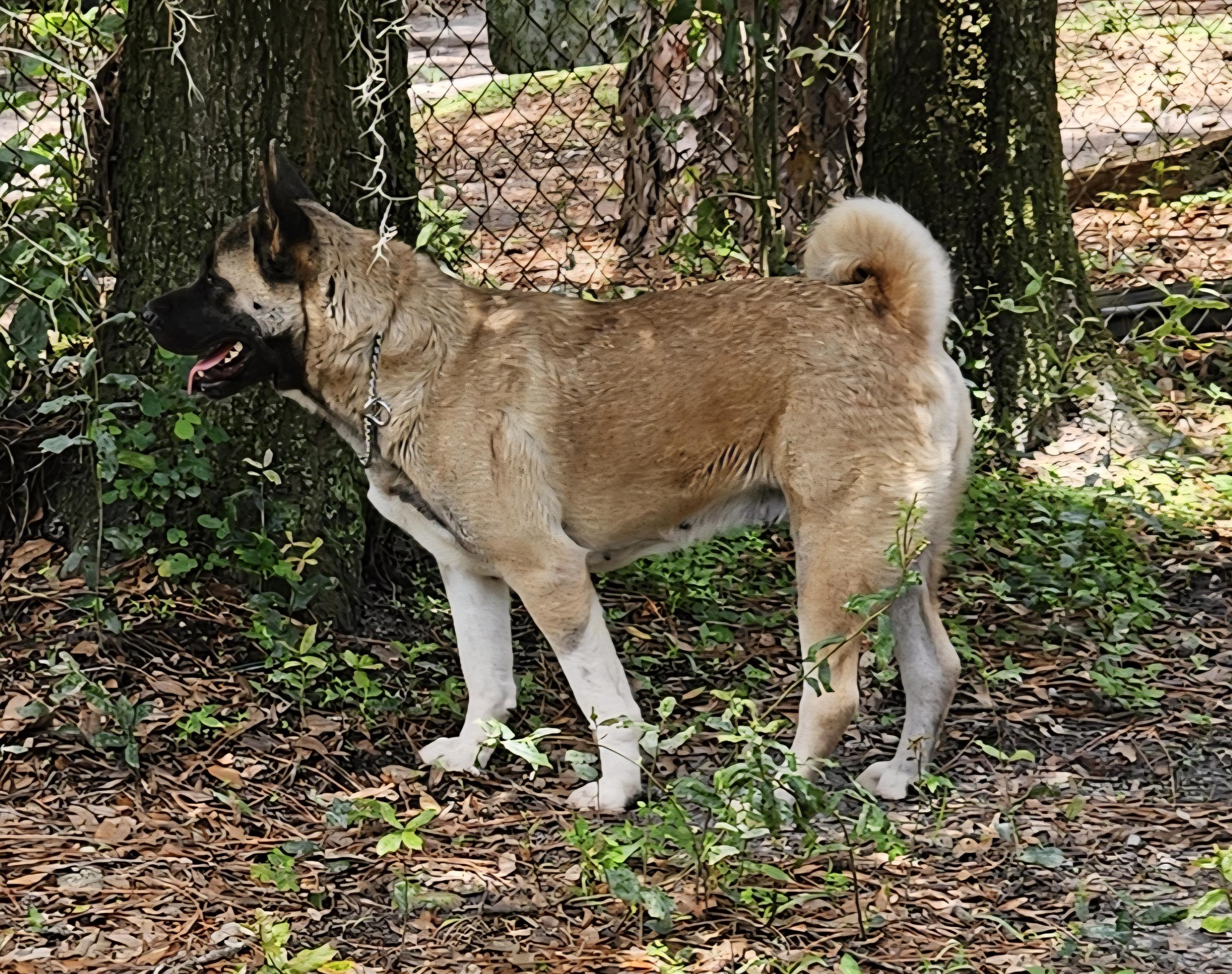 Willow 4