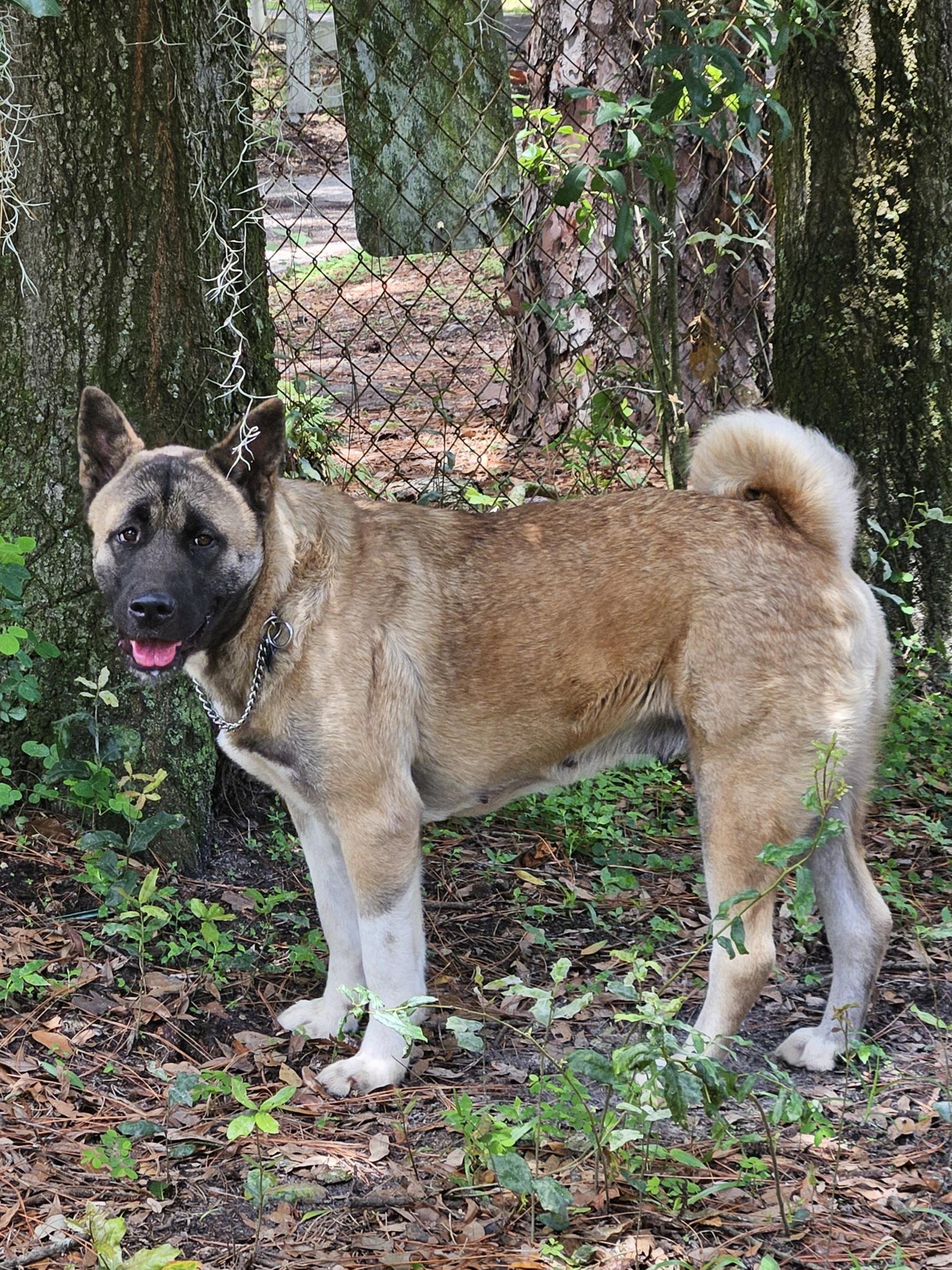 Willow 5