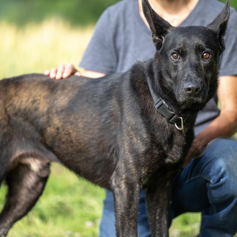 Max (26-225), Adoptable, Adult Male German Shepherd Dog.