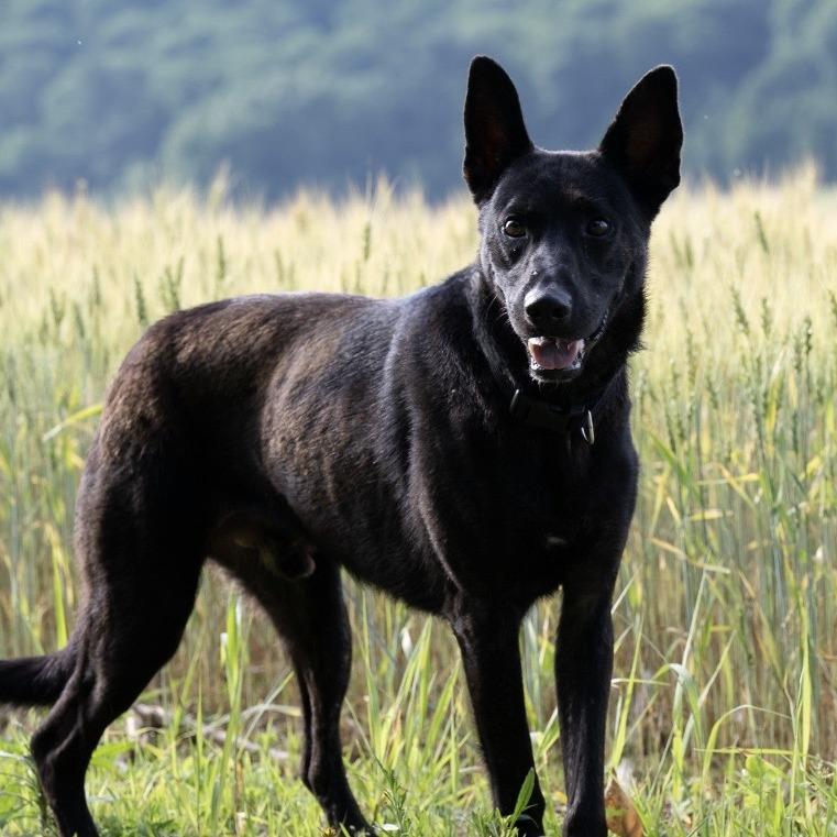 Max (26-225), a Adoptable German Shepherd Dog in New Ringgold, PA image 2/6