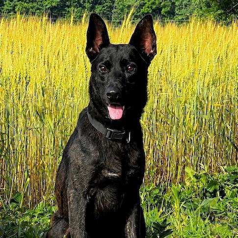 Max (26-225), a Adoptable German Shepherd Dog in New Ringgold, PA image 3/6