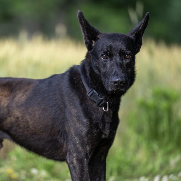 Max (26-225), a Adoptable German Shepherd Dog in New Ringgold, PA image 4/6