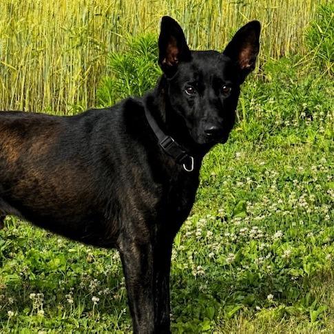 Max (26-225), a Adoptable German Shepherd Dog in New Ringgold, PA image 5/6
