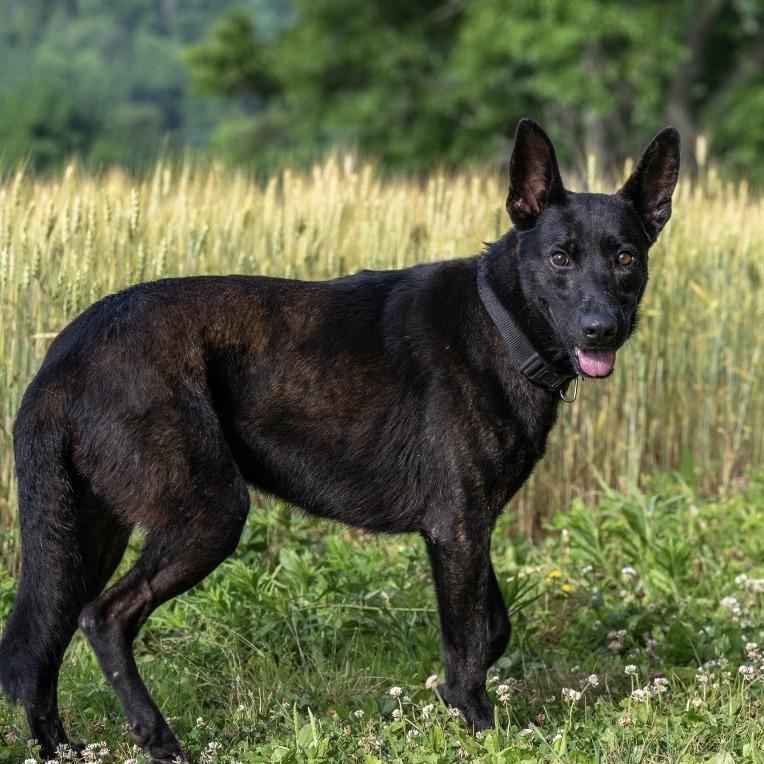 Max (26-225), a Adoptable German Shepherd Dog in New Ringgold, PA image 6/6