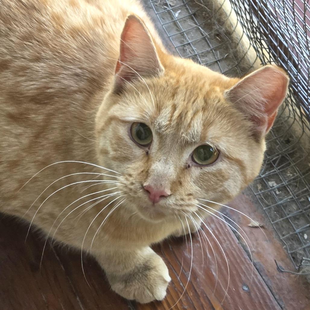 Garfield photo