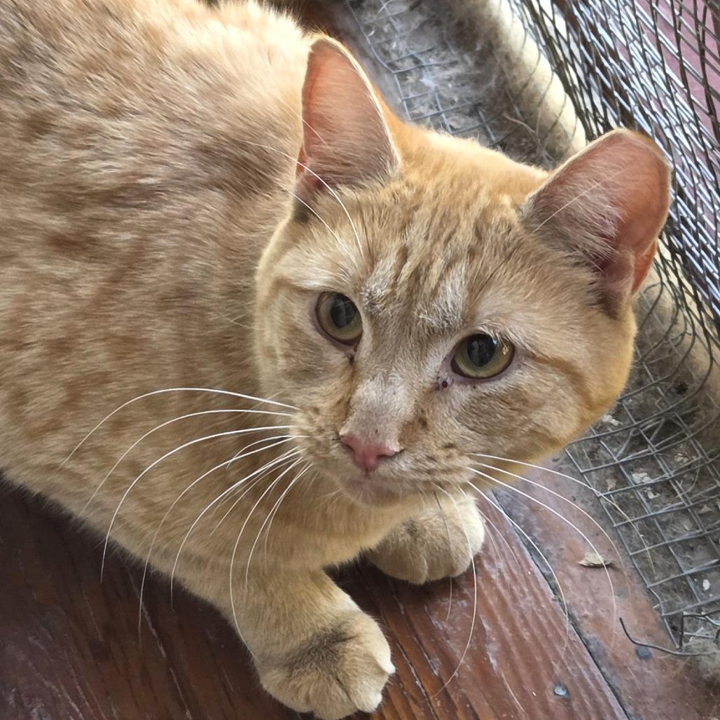 Enlarge Garfield, a Adoptable Domestic Short Hair in Brimfield, MA image 2/2