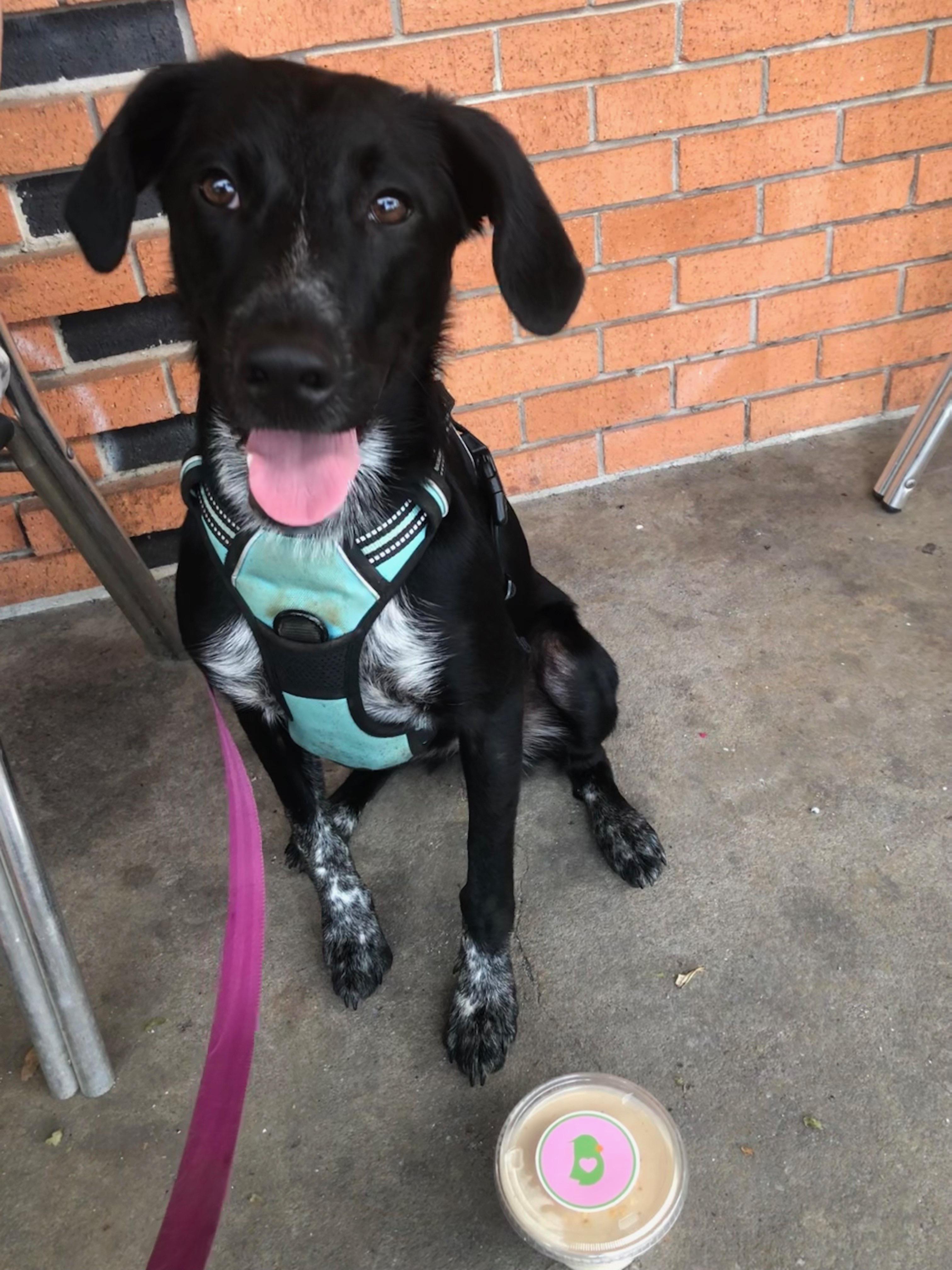Pepper photo 1