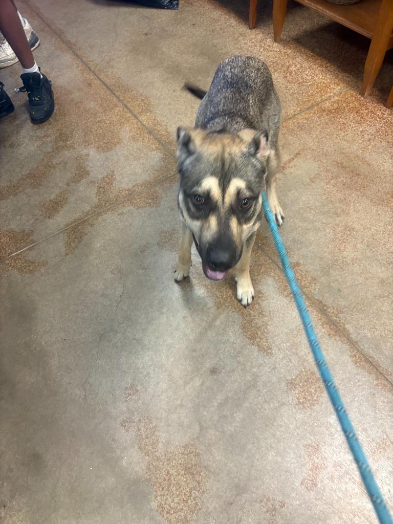 Jerome, Adoptable, Young Male Pit Bull Terrier & Mixed Breed.