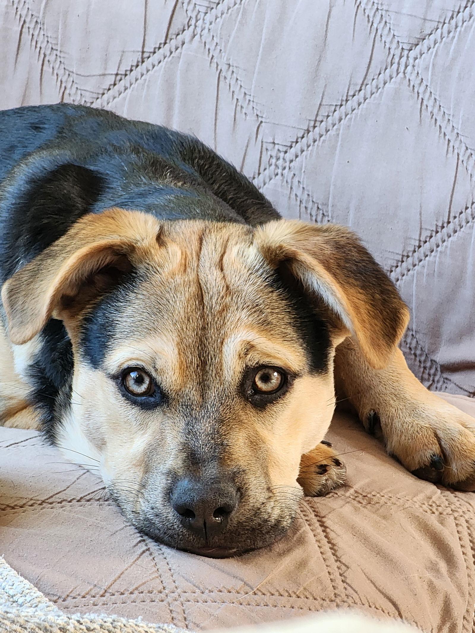 Sierra, a Adoptable mixed breed in Escondido, CA image 1/3