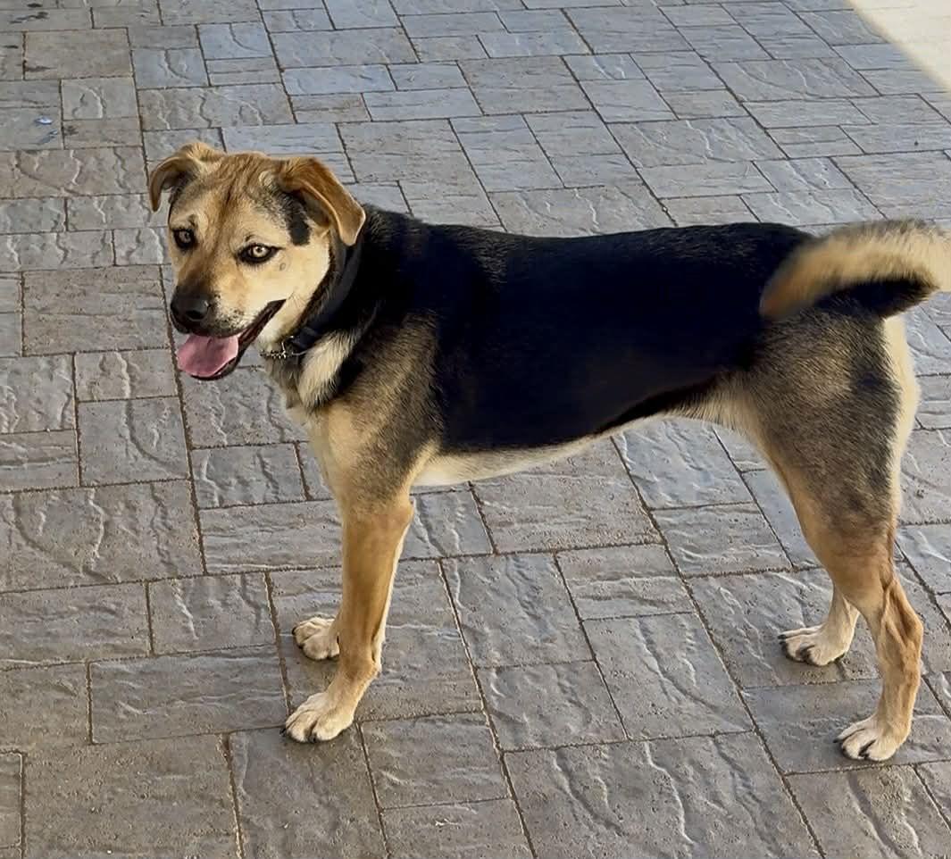 Sierra, Adoptable, Young Female Beagle & Shepherd.