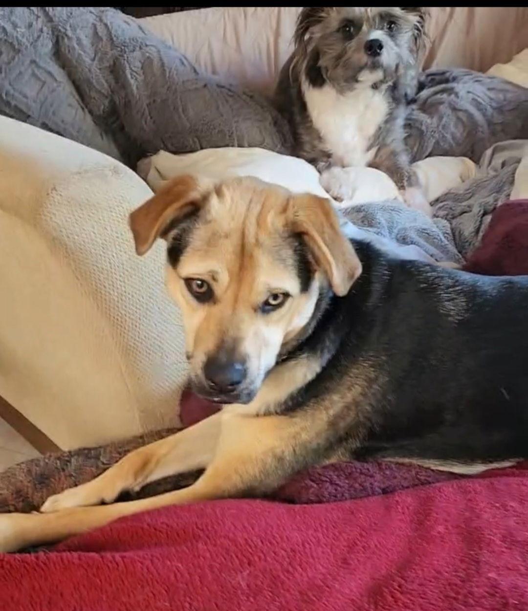 Sierra, Adoptable, Young Female Beagle & Shepherd.