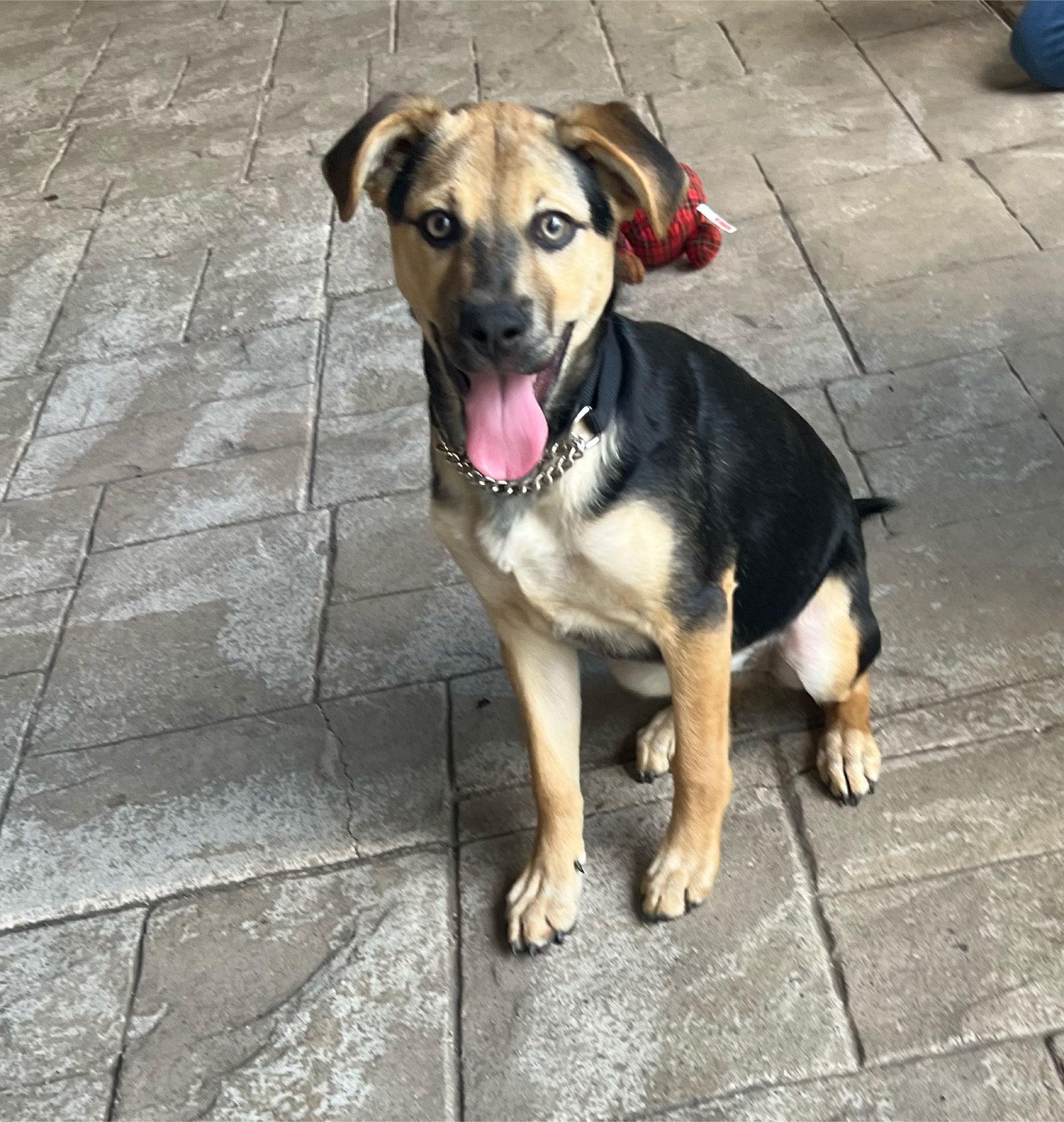 Sierra, a Adoptable mixed breed in Escondido, CA image 2/3