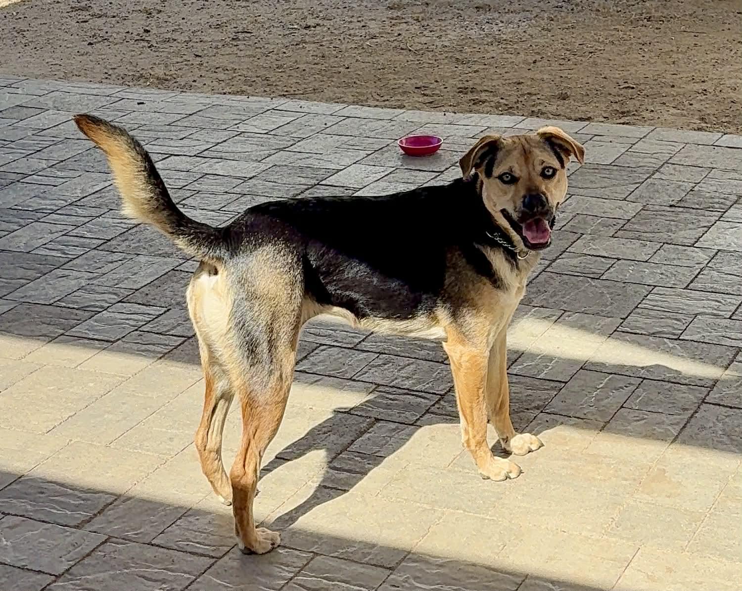 Sierra, a Adoptable mixed breed in Escondido, CA image 2/3