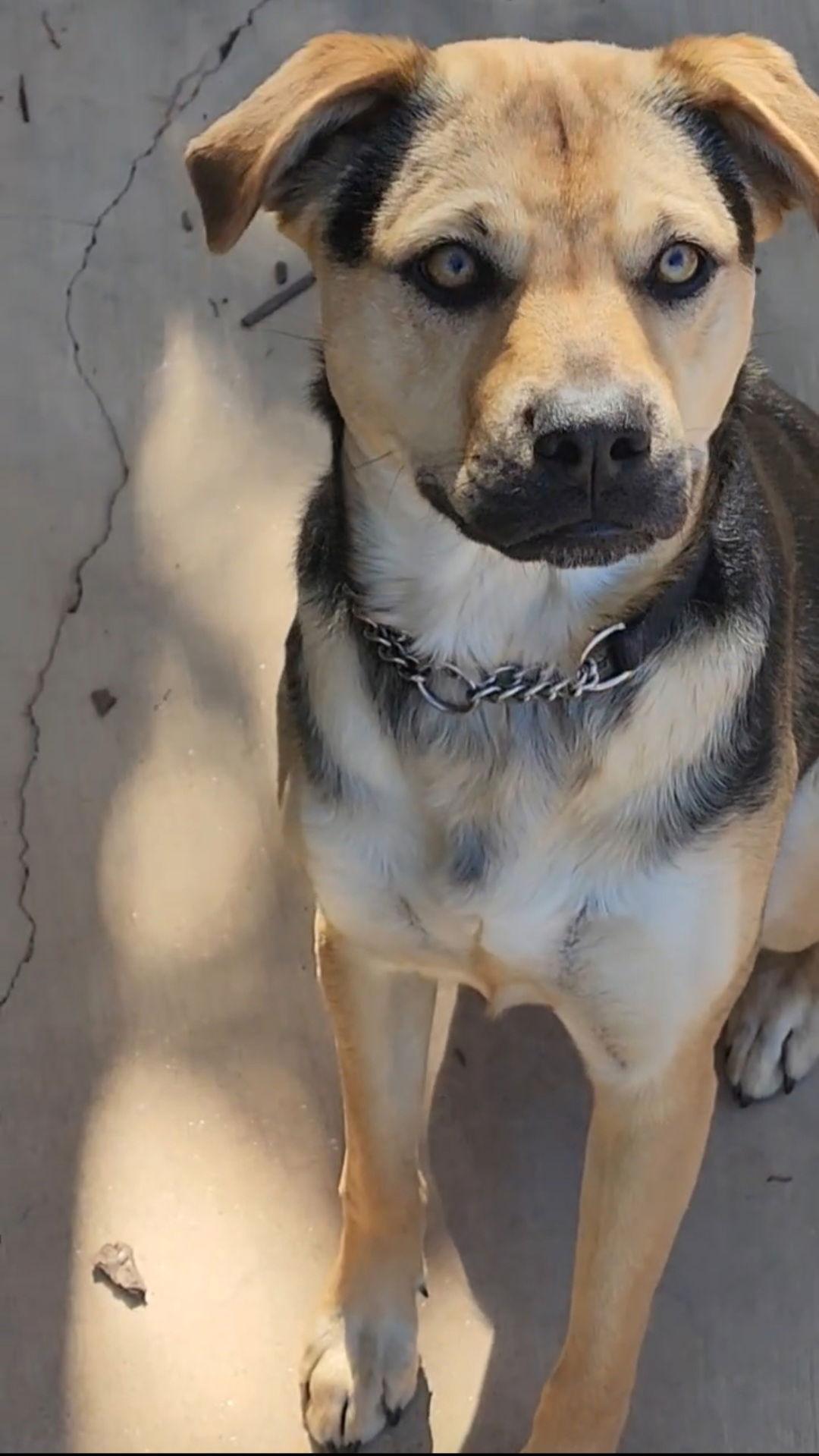 Enlarge Sierra, a Adoptable mixed breed in Escondido, CA image 3/3