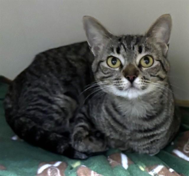 Enlarge EMMY, a Adoptable Domestic Short Hair in Boston, MA image 1/1