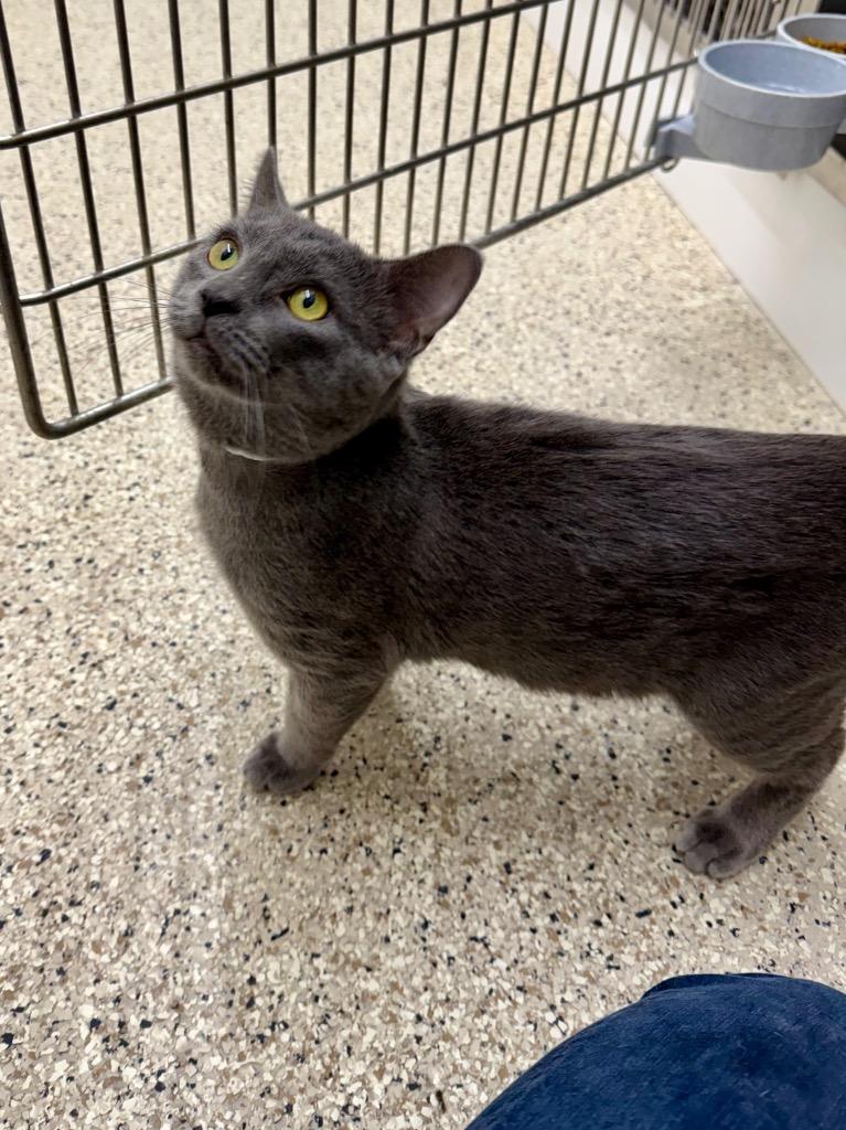 Glitch, Adoptable, Young Male Domestic Short Hair.