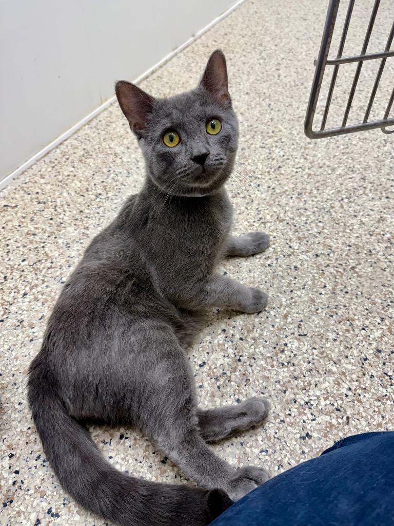 Enlarge Glitch, a Adoptable mixed breed in Glenfield, NY image 2/4