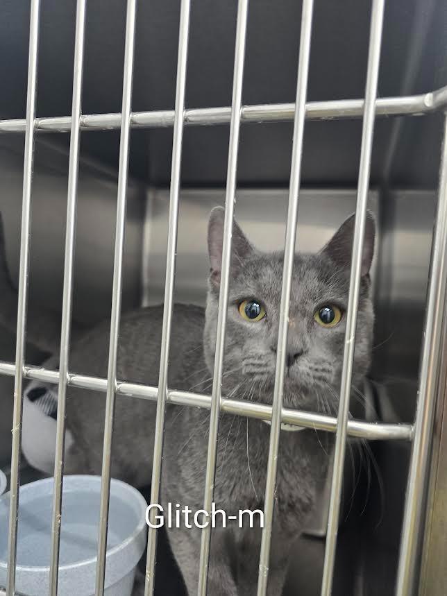 Enlarge Glitch, a Adoptable mixed breed in Glenfield, NY image 4/4