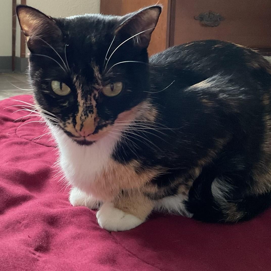 Mollie, adopted, Young Female Domestic Short Hair.