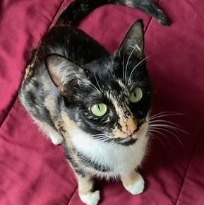 Enlarge Mollie, an adopted Domestic Short Hair in Eureka, CA image 2/2