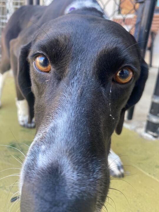 Enlarge Pembina, a ADOPTABLE mixed breed in Maidens, VA image 1/3