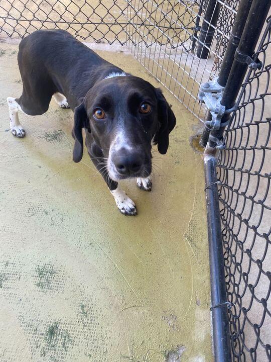 Enlarge Pembina, a ADOPTABLE mixed breed in Maidens, VA image 2/3