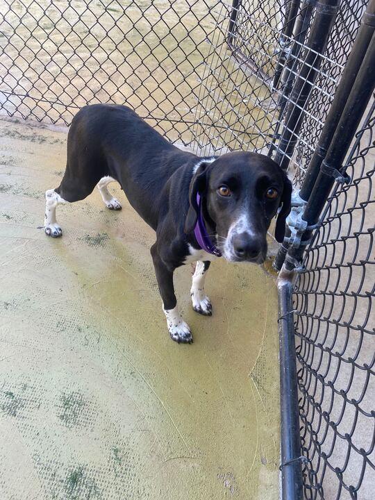 Enlarge Pembina, a ADOPTABLE mixed breed in Maidens, VA image 3/3