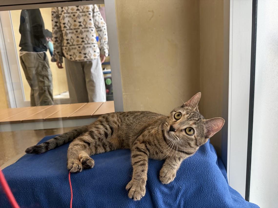 Enlarge Belva, a Adoptable Domestic Short Hair in Berkeley, CA image 4/6