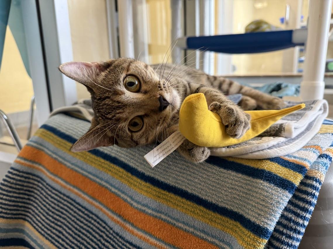 Enlarge Belva, a Adoptable Domestic Short Hair in Berkeley, CA image 3/6